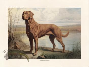 CFA Dog Chesapeake Retriever 02